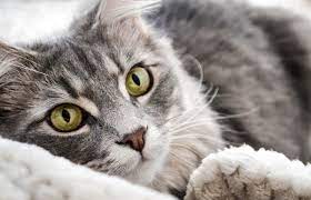 Katzastrophe blut im stuhl unserer katze eggers familien. Blut Im Stuhl Bei Der Katze Ursachen Diagnose Fellomed