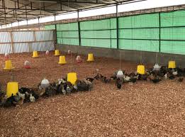 Place in rift valley province, kenya. Elangata Wuas Awesome Farm Chronicles