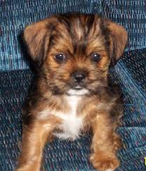 Chihuahua Shih Tzu Mix Puppies For Sale Zoe Fans Blog Chihuahua Puppies Puppies Cute Small Dogs