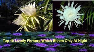 Check spelling or type a new query. Top 10 Lovely Flowers Which Bloom Only At Night Night Blooming Flowers Youtube