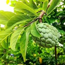 Image result for Annona reticulata