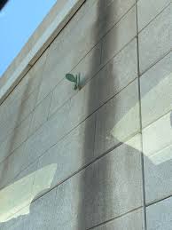 Their beautiful blossoms, thick stems and unusual shapes attract thousands of people to the desert each year. This Cactus Growing Out Of The Side Of An Overpass Wall Somehow Dallas Tx Mildlyinteresting