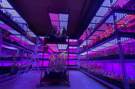 However, they can be used to illuminate many plants. Led Plant Lighting Icps