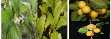 Image result for Ximenia americana