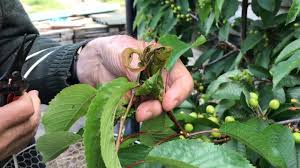 Usually they would have seen them in previous seasons, so the pests or all, but prefers cherries grub feeds on tree roots; Black Aphids On Cherry Youtube