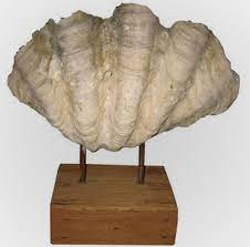 Check spelling or type a new query. Large Clam Shell On Wood Stand Sea Shells Diy Large Sea Shells Sunroom Decorating