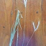 Image result for Diheteropogon amplectens