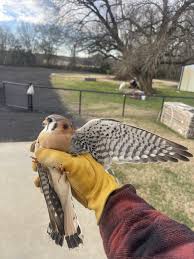 Hawk | Types, Diet, & Facts | Britannica