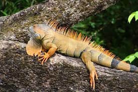 The Iguanas Of Costa Rica Has Several Species And Types The Green Iguana Can Get Up To 6 Feet Long Despite Their Look And Small Pets Costa Rica Green Iguana