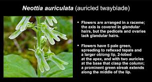 Image result for Nidorella auriculata