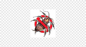 Ce sont des recettes gourmandes qui sauront. Insecte Antiparasitaire Du Cafard Americain Cuisine Lutte Antiparasitaire Png Pngegg