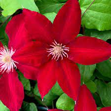 Whether you choose a container or the sunny border, a vertical structure for climbing or a horizontal expanse for meandering, clematis is a glorious presence. Buy Clematis Group 2 Clematis Rebecca Evipo016 Pbr 27 99 Delivery By Crocus