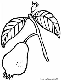 Daun jambu biji (psidium guajava l.) berbau aromatik dan rasanya sepat. Sketsa Gambar Daun Jambu Biji Gambar Bagian Tumbuhan