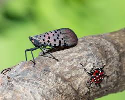 Image result for Scleria delicatula