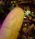Image result for Chlorophytum sparsiflorum