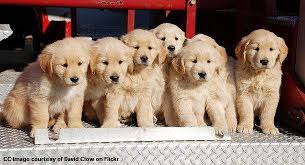 Check spelling or type a new query. Golden Retriever Puppies Facts Lifespan And Intelligence