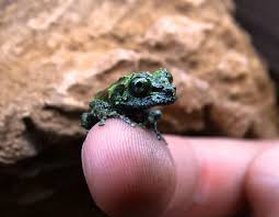 Cotswold Wildlife Park Breeds Mossy Frogs Cotswold Wildlife Park Wildlife Park Zooborns
