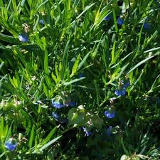 Image result for Trichodesma physaloides