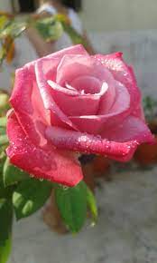 Roses From My Roof Garden Beautiful Rose Flowers Beautiful Flowers Beautiful Roses