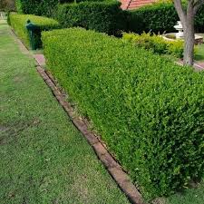 Image result for Buxus