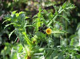 Image result for Sonchus friesii