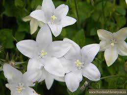 Image result for Wahlenbergia ramosissima