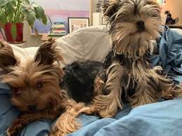 And about 5 months old), and noticed what appears to be teeth behind her existing bottom fang teeth. Yorkie Care Learn To Care For Your Yorkie Here Yorkie Advice