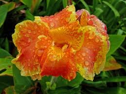 Costa rica tropical flowers field guide. Flowers And Plants Of Costa Rica Photo Gallery By Lois Kosch At Pbase Com