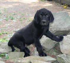 Well, sailor, the grey newfoundland puppy, arrived last night from n. Hunter Newfoundland Lab Mix Puppy For Sale In Gap Pa Happy Valentines Day Happyvalentinesday2016i