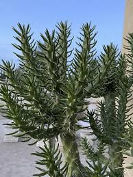 Image result for Austrocylindropuntia