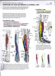 Introduction muscles can be grouped into anatomical regions such as muscles of the head. Anatomy Coloring Book Pages Training Your Body