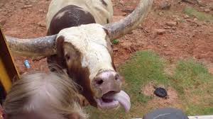 Care Life Longhorns