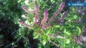 Feslegen Reyhan Bitkisinin Yapraklari Cayinin Faydalari Reyhan Bitkisini Bitki Yaprak Feslegen