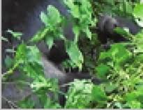 Image result for Mimulopsis arborescens