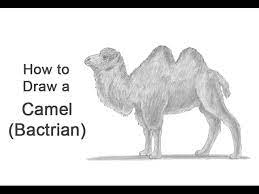 However, i read that scientists have found a healthy breed of camel with no hump living. How To Draw A Camel Bactrian Youtube