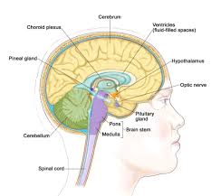 While mobile phone usage in. Brain Tumor Symptoms Cancer Glioblastoma Mybraintest