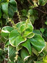 Image result for Acalypha wilkesiana