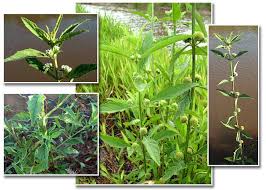 Image result for Hyptis lanceolata