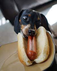 Many hot dogs contain ingredients that are not good for dogs, such as sodium nitrate, which has been linked to cancer your puppy's lifelong health and happiness begins with you. Dachshund Products Apparel And Gifts Dachshund Central Weenie Dogs Hot Dogs Dachshund Dog