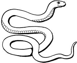Use these images to quickly print coloring pages. Baby Snake Coloring Pages Colouring Pictures Of Snakes Snake Colouring Pages Colouring Pictures Snakes Snake Coloring Pages Super Coloring Pages Coloring Pages