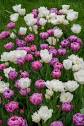 Diamond Touch™ Tulip Blend | Wholesale Pricing | Colorblends®