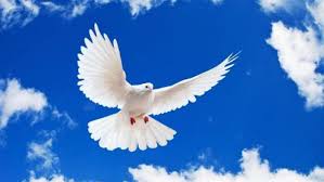 Sauter à la navigation sauter à la recherche. Learn French Expression La Bave Du Crapaud N Atteint Pas La Blanche Colombe Oh La La I Speak French