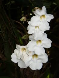 Image result for Thunbergia vogeliana
