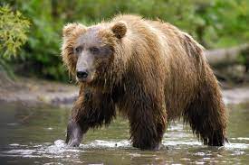 It is one of the largest living terrestrial members of the order. Kamchatka Brown Bear Ursus Arctos Beringianus Fishing For Salmon Grid Arendal