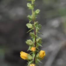 Image result for Alectra vogelii