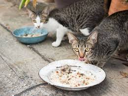 Wie wirken schüssler salze auf die innere balance der frau? Wie Wirken Schussler Salze Fur Katzen