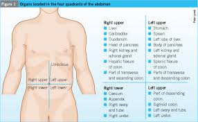 Organs Located In The Four Quadrants Of The Abdomen