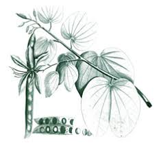 This name is the accepted name of a species in the genus bauhinia (family leguminosae). Bauhinia Purpurea Orchid Tree Purple Butterfly Tree Mountain Ebony Geranium Tree Purple Bauhinia Pfaf Plant Database