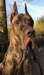 Adopt Ansel Purebred Akc Registered On Petfinder Great Dane Dogs Akc Pure Bred