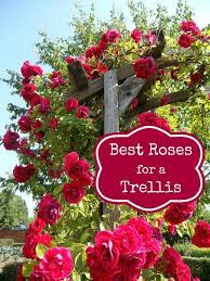 Maybe you would like to learn more about one of these? Best Roses To Use In An Archway Or Trellis Mom Foodie